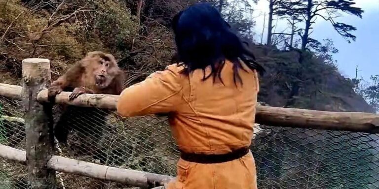 Un artiste martial goûte au vrai singe Kung Fu